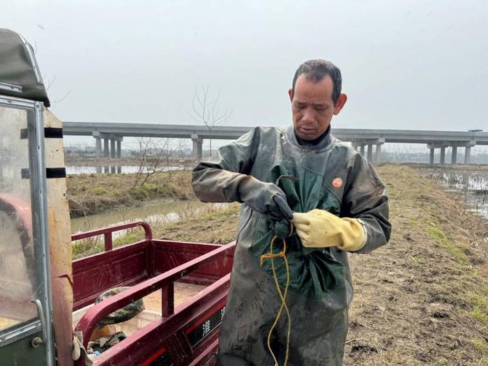赵道凯在挖藕前需要穿上潜水衣。刘浩 摄