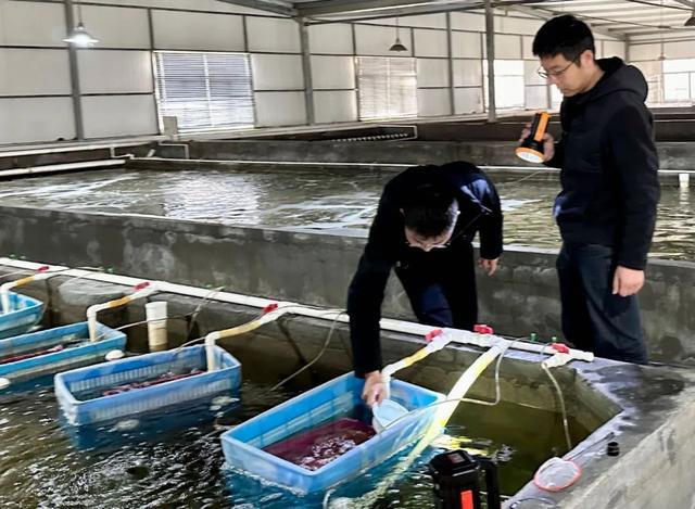 预计苗种总产量达30-40万尾！“江南第一名鱼”松江鲈今春首批鱼苗已孵化