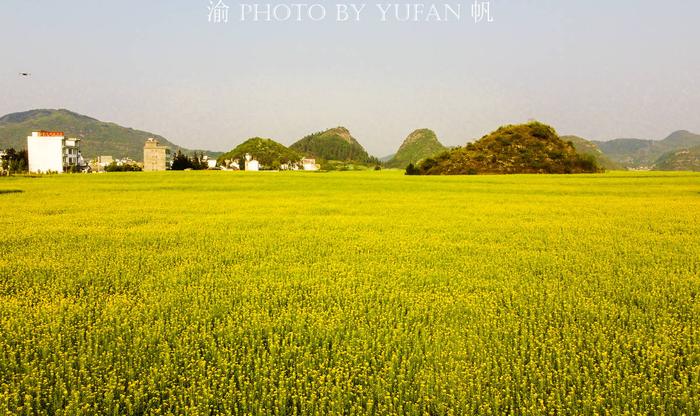 云南罗平，抓住油菜花的尾巴，没来的朋友明年再约吧