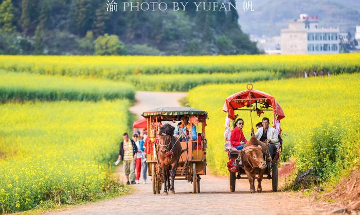 云南罗平，抓住油菜花的尾巴，没来的朋友明年再约吧