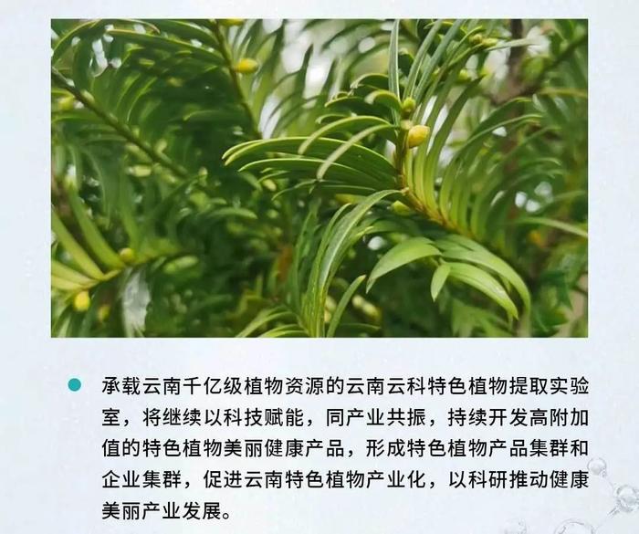 人工种植上大分！贝泰妮助力南方红豆杉点亮“新身份”