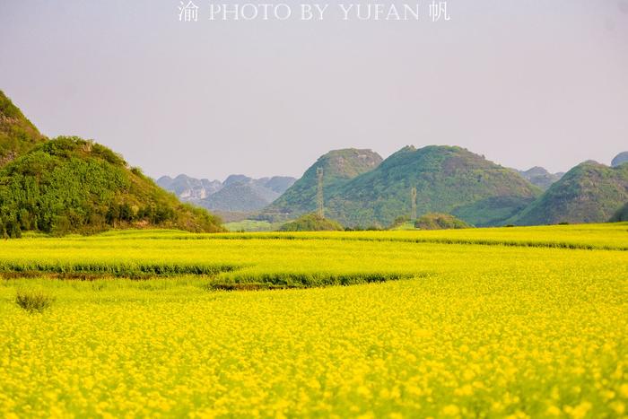 云南罗平，抓住油菜花的尾巴，没来的朋友明年再约吧