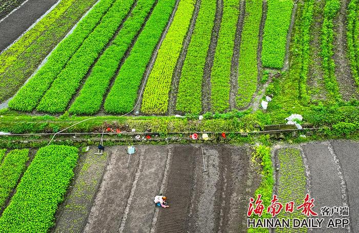 组图+视频｜海口：希望的田野