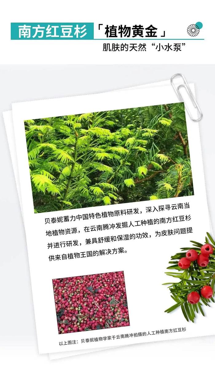 人工种植上大分！贝泰妮助力南方红豆杉点亮“新身份”