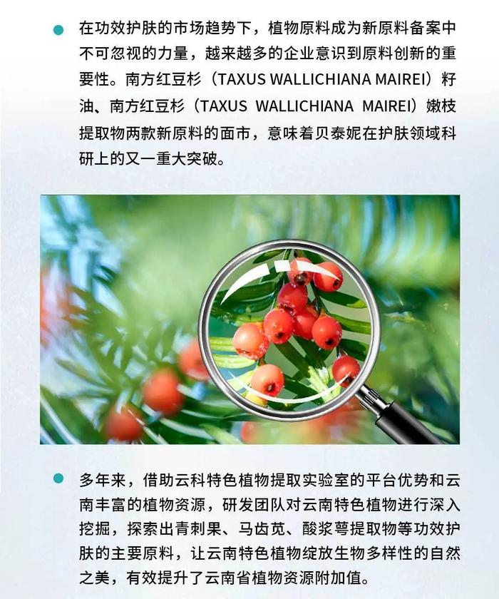 人工种植上大分！贝泰妮助力南方红豆杉点亮“新身份”