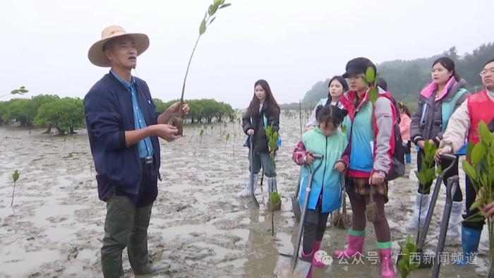 长在海上的树，种起来和岸上的树有什么不一样？