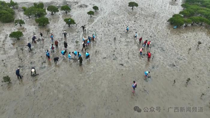 长在海上的树，种起来和岸上的树有什么不一样？