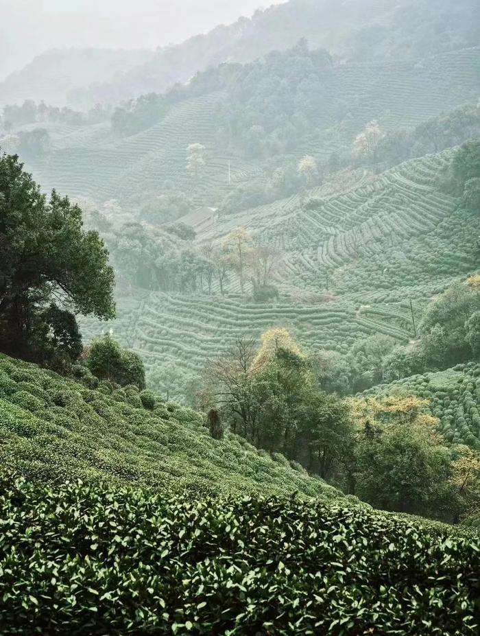 50年炒茶大师监制，一杯明前西湖龙井，一口江南春滋味