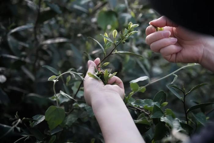 50年炒茶大师监制，一杯明前西湖龙井，一口江南春滋味