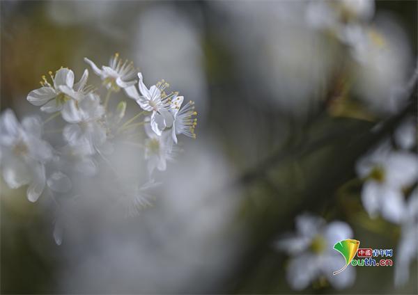 德国西弗斯多夫樱花盛开