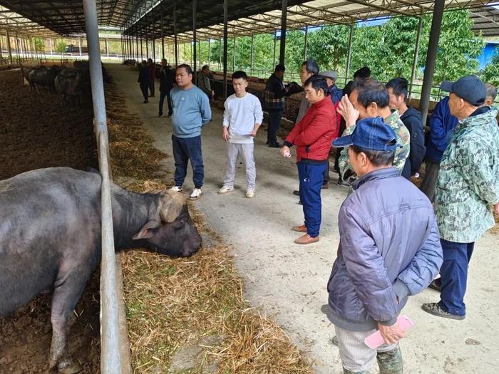 培训进村屯 助力产业兴——金龙镇开展牛养殖管理技术培训会