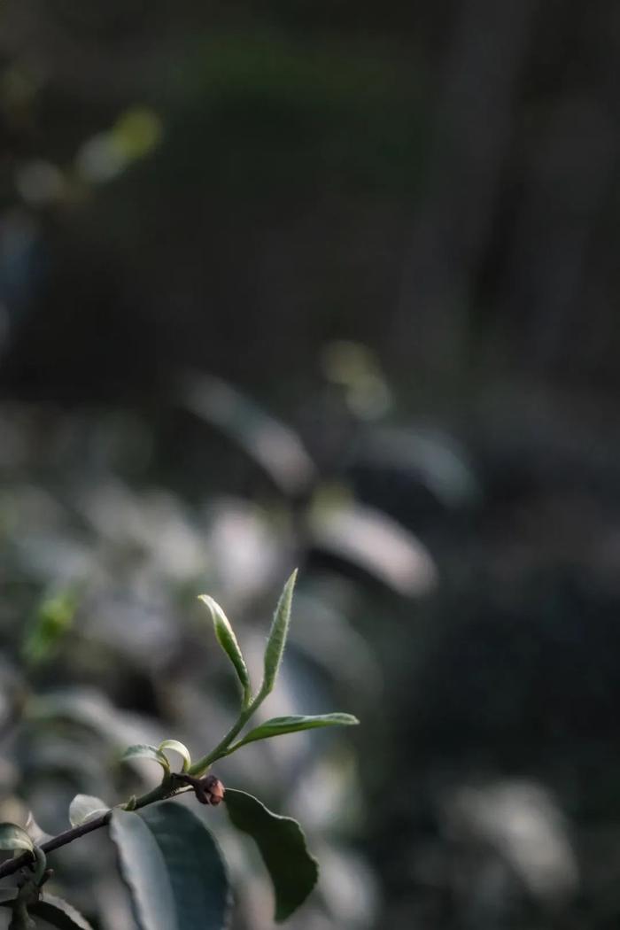 50年炒茶大师监制，一杯明前西湖龙井，一口江南春滋味