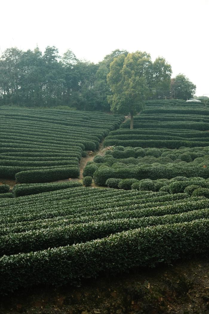 50年炒茶大师监制，一杯明前西湖龙井，一口江南春滋味