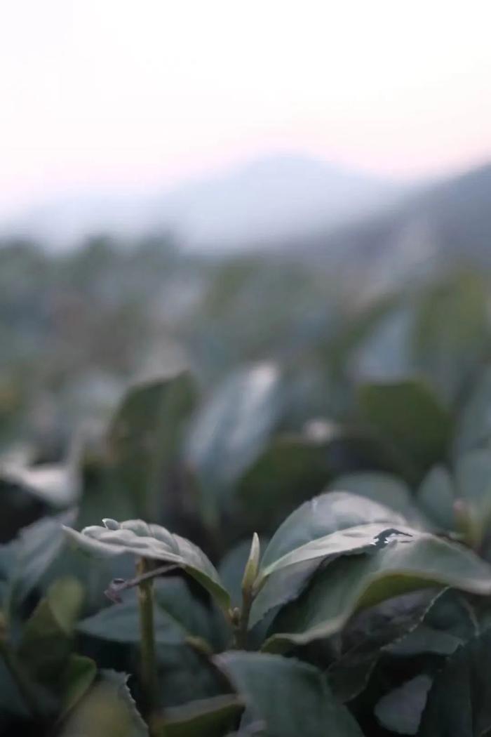 50年炒茶大师监制，一杯明前西湖龙井，一口江南春滋味