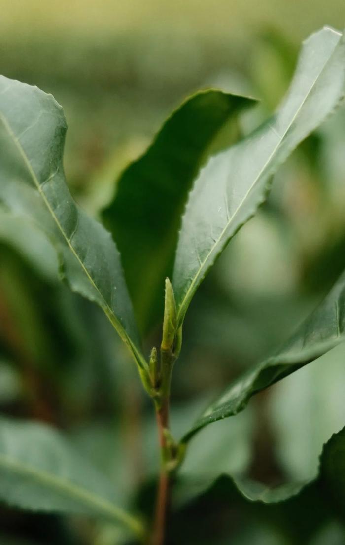 50年炒茶大师监制，一杯明前西湖龙井，一口江南春滋味