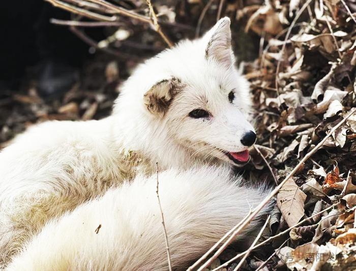 受伤白狐获救！如发现需救助野生动物，请拨打电话