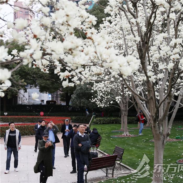 白玉兰和陆家嘴“四件套”限定同框，“市花”花期短暂速来这些地方观赏