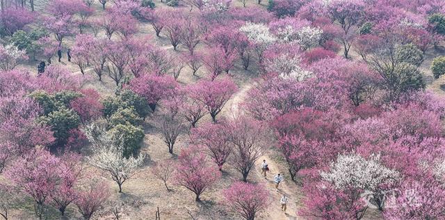 繁花似锦 最新江苏“赏花地图”来了