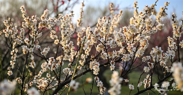 繁花似锦 最新江苏“赏花地图”来了