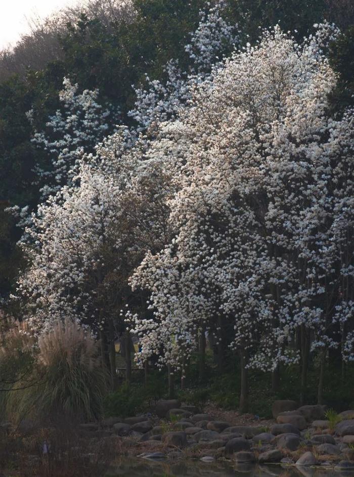 白玉兰和陆家嘴“四件套”限定同框，“市花”花期短暂速来这些地方观赏