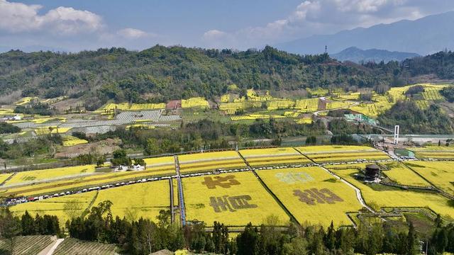 图集丨重现百年民俗 人们笑称四川芦山“油菜花开，七米多高”