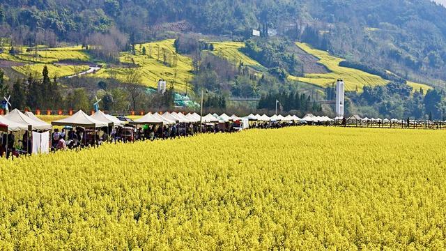 图集丨重现百年民俗 人们笑称四川芦山“油菜花开，七米多高”