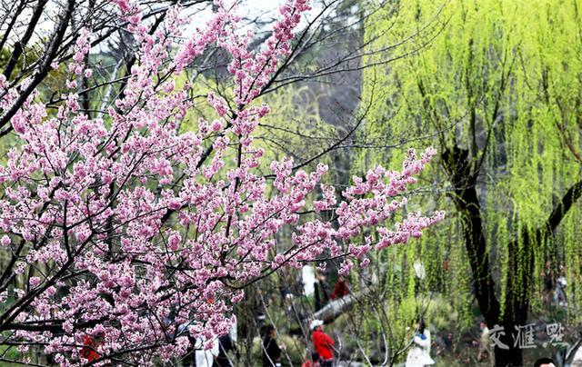 繁花似锦 最新江苏“赏花地图”来了