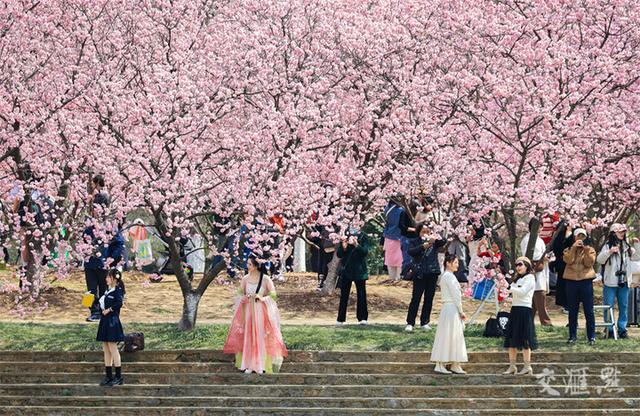 繁花似锦 最新江苏“赏花地图”来了