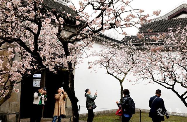 繁花似锦 最新江苏“赏花地图”来了