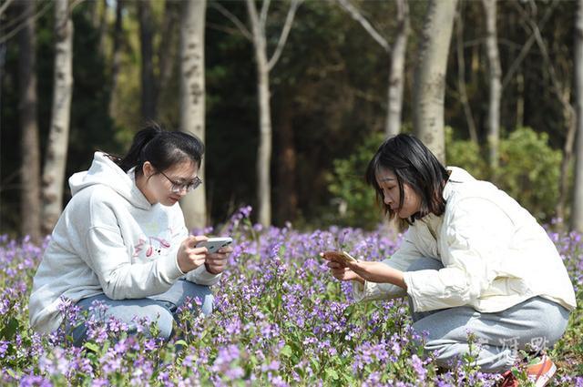 繁花似锦 最新江苏“赏花地图”来了