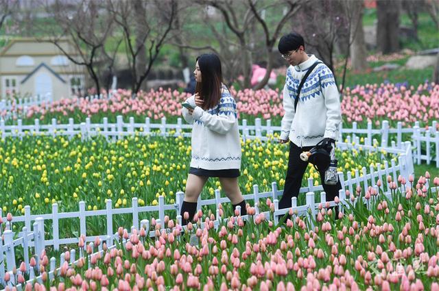 繁花似锦 最新江苏“赏花地图”来了