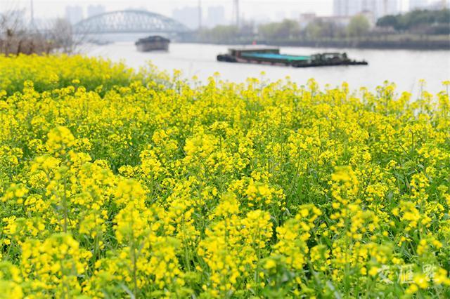 繁花似锦 最新江苏“赏花地图”来了