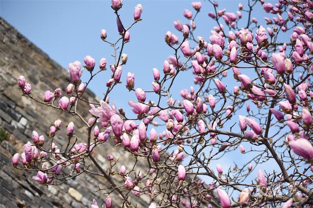 繁花似锦 最新江苏“赏花地图”来了