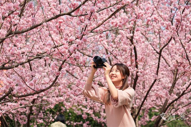 繁花似锦 最新江苏“赏花地图”来了