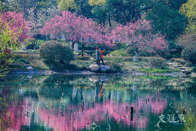 繁花似锦 最新江苏“赏花地图”来了