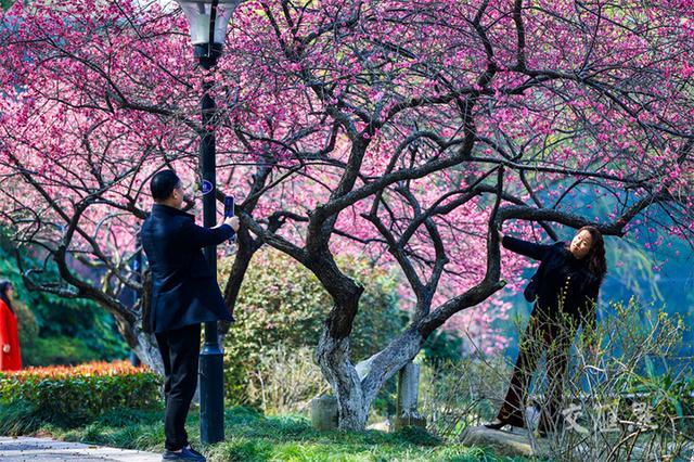 繁花似锦 最新江苏“赏花地图”来了