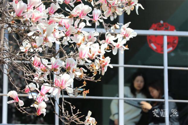 繁花似锦 最新江苏“赏花地图”来了