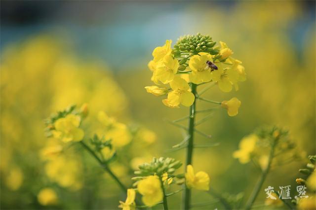 繁花似锦 最新江苏“赏花地图”来了