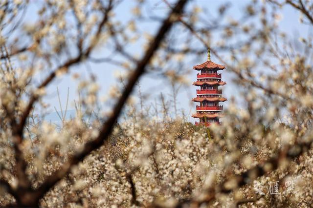 繁花似锦 最新江苏“赏花地图”来了