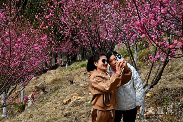 繁花似锦 最新江苏“赏花地图”来了