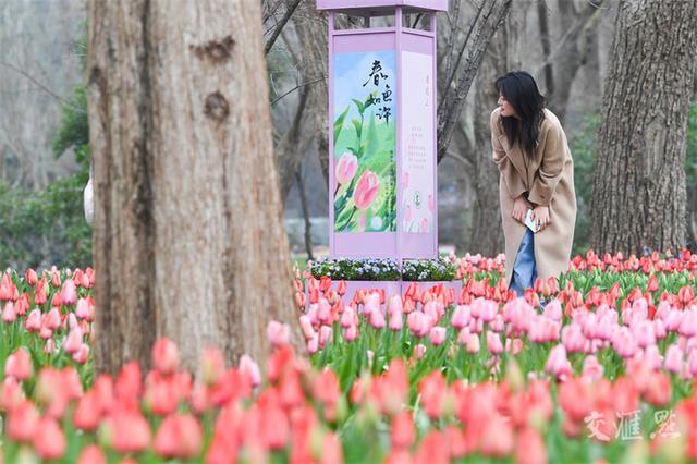 繁花似锦 最新江苏“赏花地图”来了