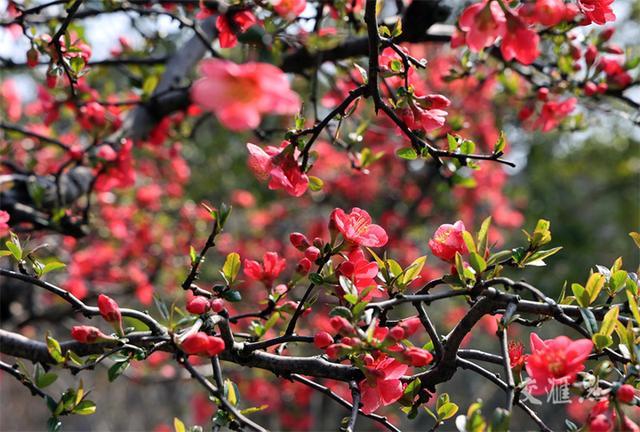 繁花似锦 最新江苏“赏花地图”来了