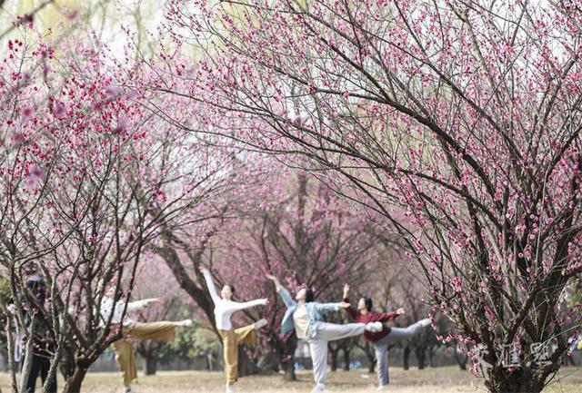 繁花似锦 最新江苏“赏花地图”来了