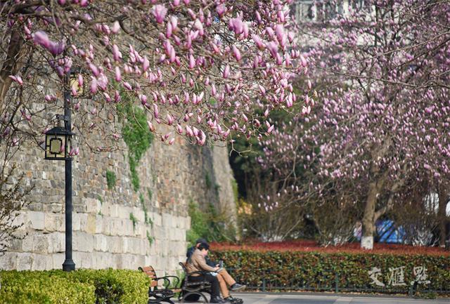 繁花似锦 最新江苏“赏花地图”来了