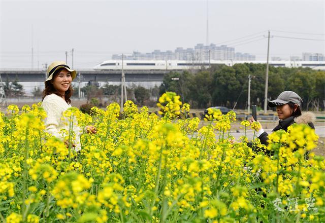 繁花似锦 最新江苏“赏花地图”来了