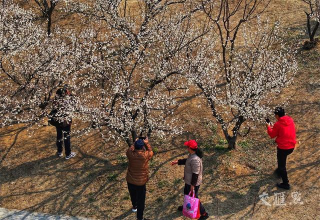 繁花似锦 最新江苏“赏花地图”来了