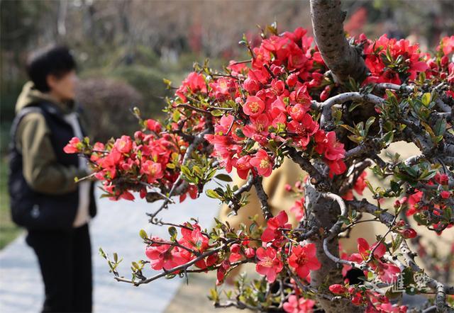 繁花似锦 最新江苏“赏花地图”来了