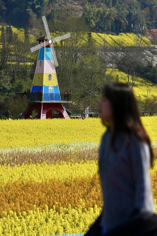 图集丨重现百年民俗 人们笑称四川芦山“油菜花开，七米多高”