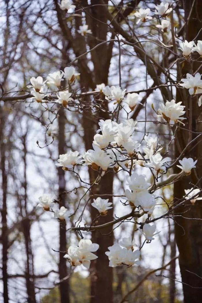 白玉兰和陆家嘴“四件套”限定同框，“市花”花期短暂速来这些地方观赏