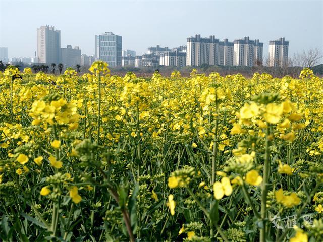 繁花似锦 最新江苏“赏花地图”来了